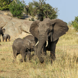 Beauty of wildlife by Camille Massida Photography